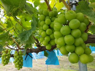 大粒シャインマスカット