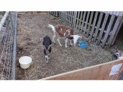 トカラヤギの親子がいます。