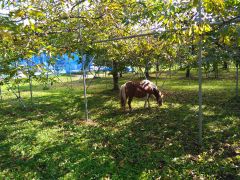 ポニーのしずく