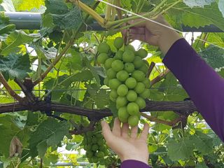 大粒シャインマスカット