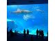 美ら海水族館