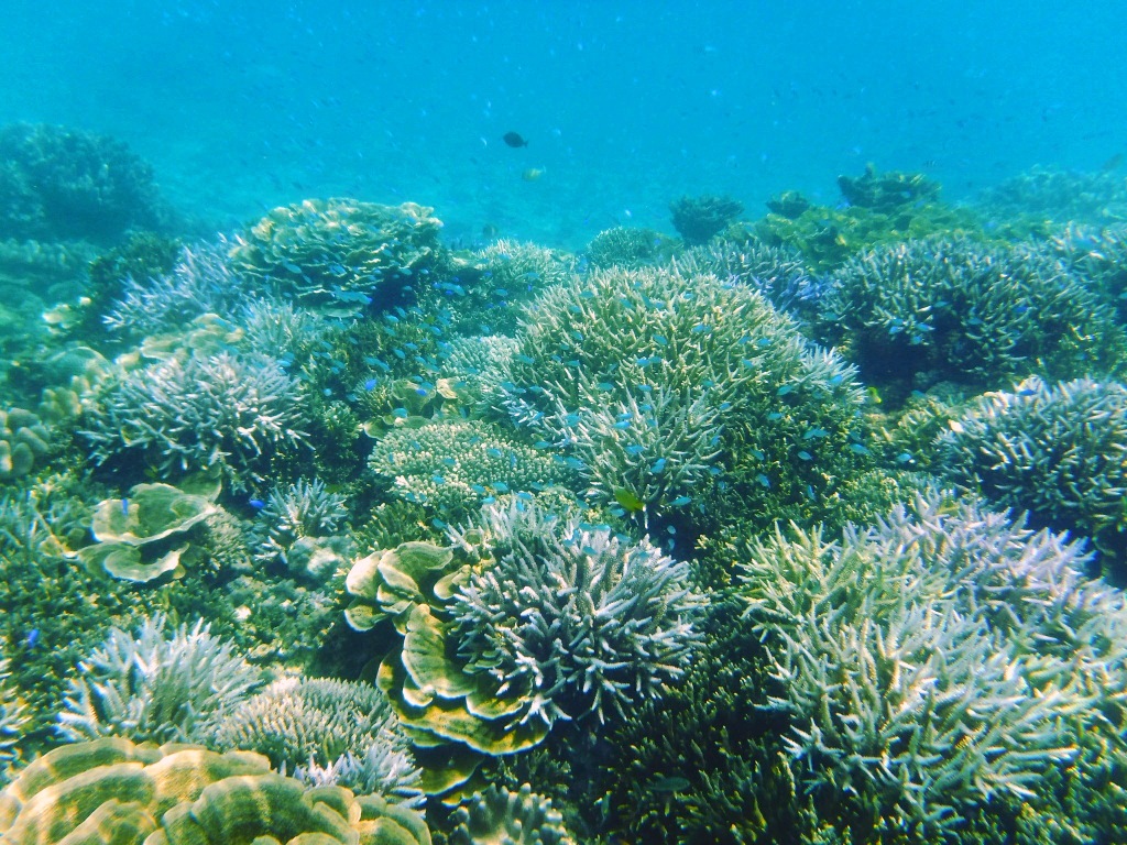 FƂǂ̃TSƂώ@Ȃ̂тVm[PBɕYȂVR̐قy݂܂傤