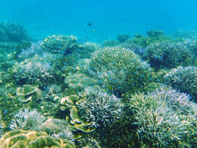 色とりどりのサンゴとお魚を観察しながらのんびりシュノーケル。水に漂いながら天然の水族館を楽しみましょう♪