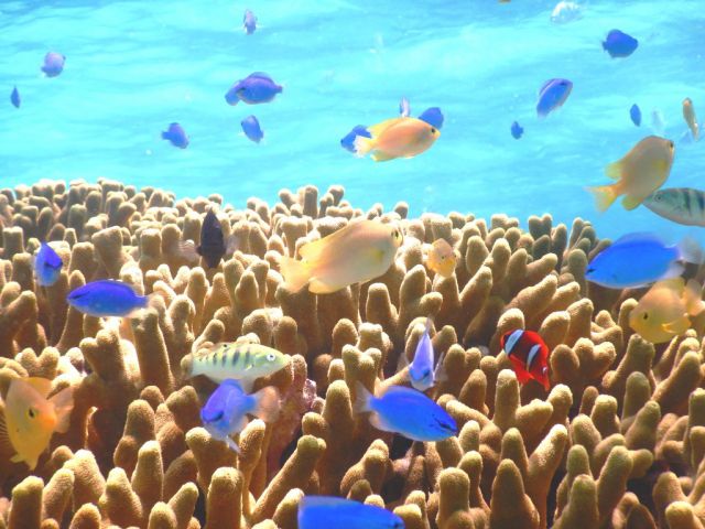 カラフルな魚たちが迎えてくれますよ^^