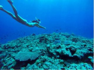 透明度抜群の海へダイブ!