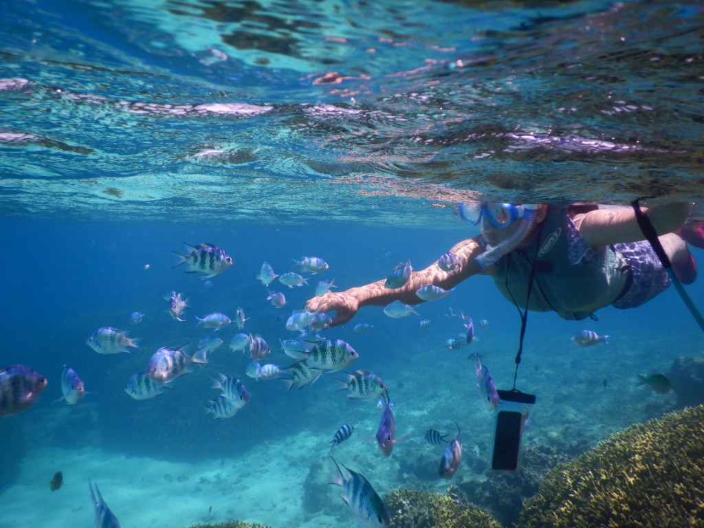 たくさんの魚たちがお出迎え!