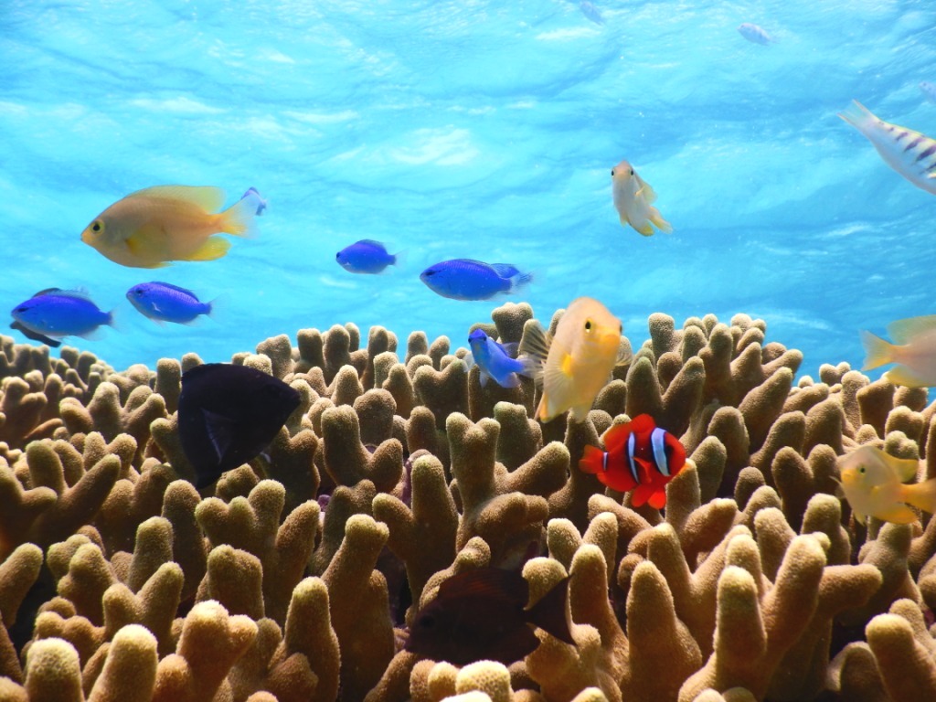 カラフルな魚たちを見に行こう!