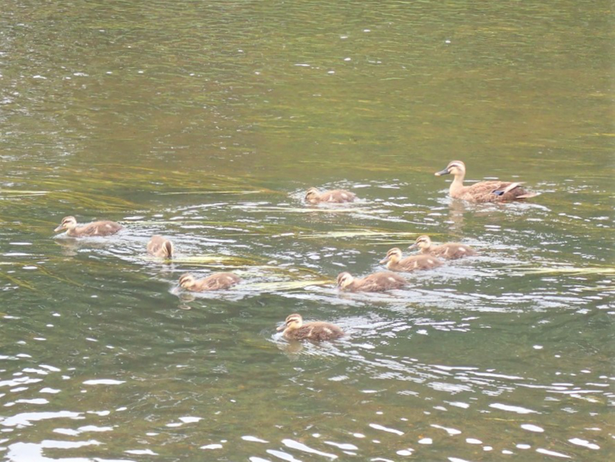 ΃J̐eq̌Qɑ邱Ƃ܂I