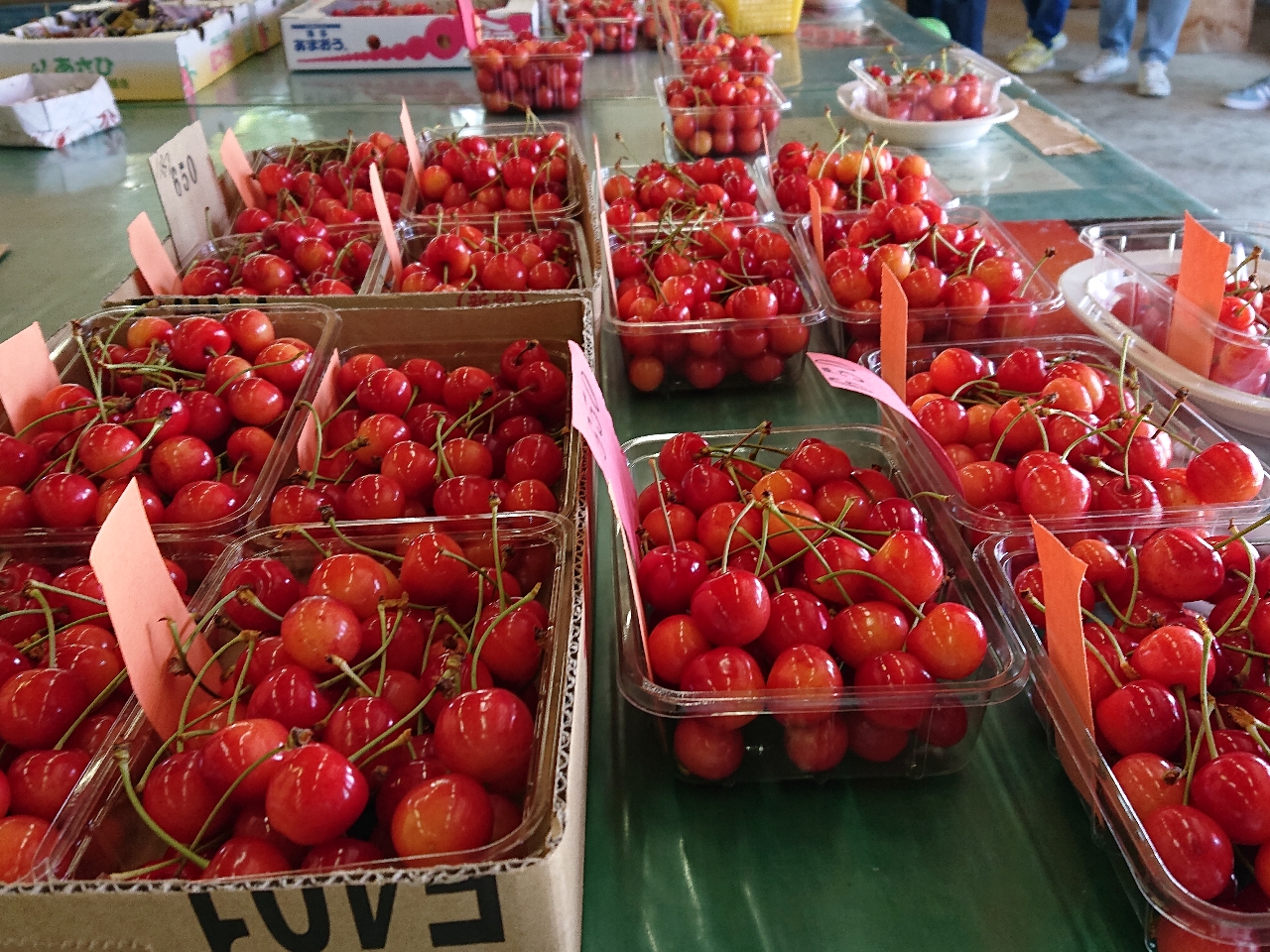 2025年開催予定！】さくらんぼ狩り体験/ヤマセン仙北果樹園 - じゃらん