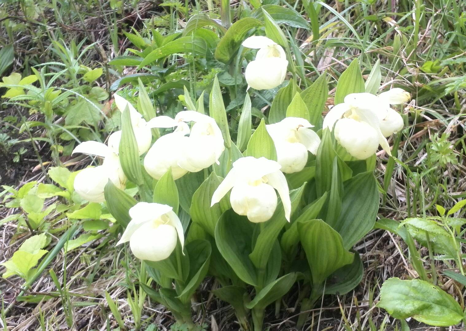 レブンアツモリソウ