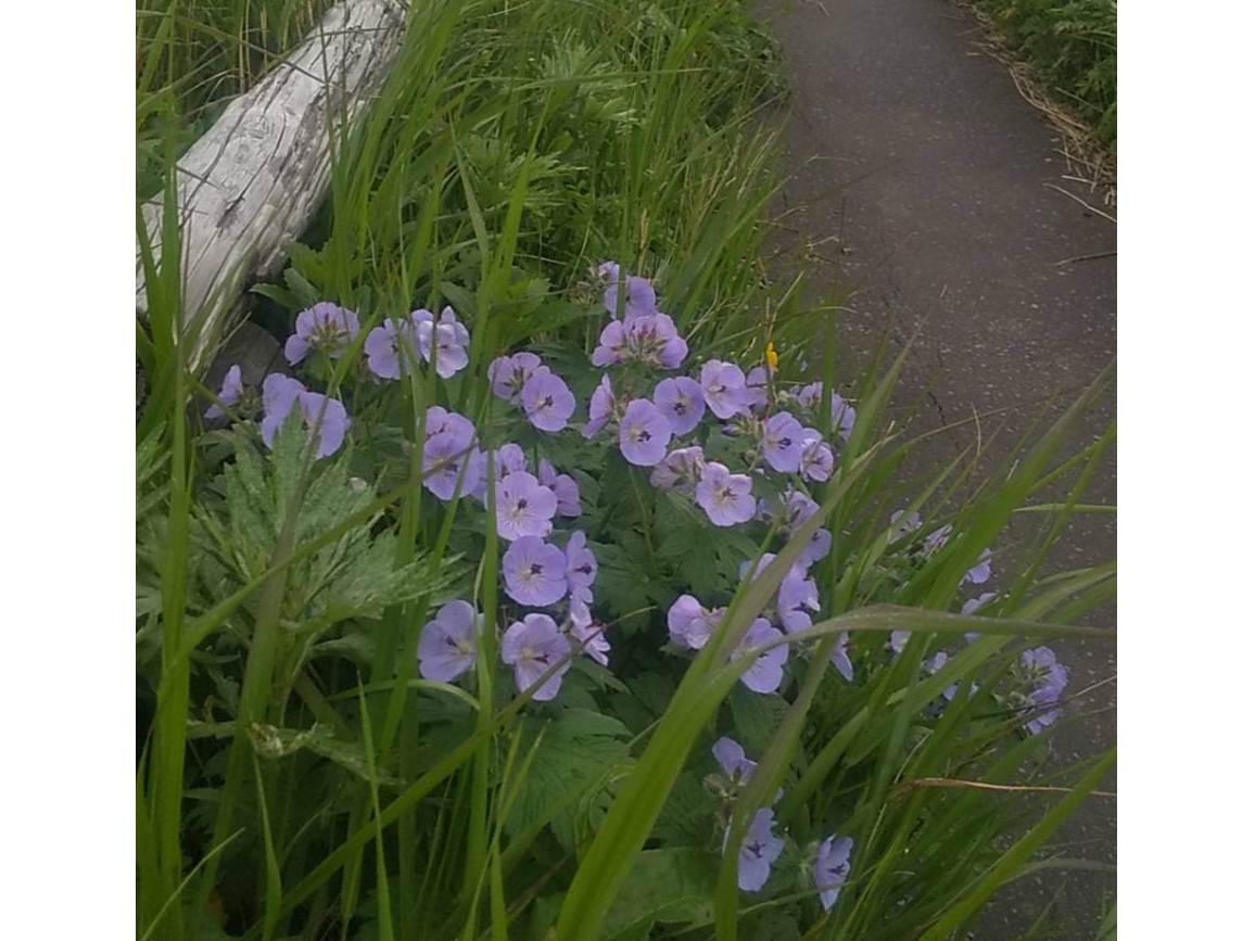 遊歩道沿いにもお花が沢山(チシマフウロ)