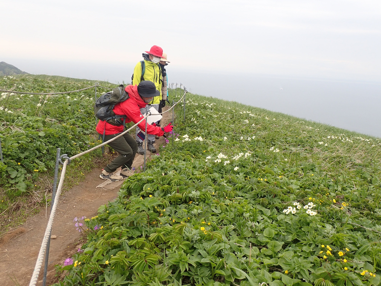 お花ガイドが丁寧にお花の説明をします。