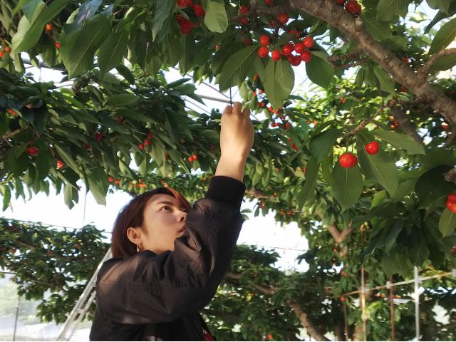 さくらんぼ狩り30分食べ放題 群馬県エコファーマー認定 美味しくて甘 いさくらんぼ 新型コロナウイルス対策園 月夜野まるかチェリー園 じゃらん遊び体験 さくらんぼ狩り30分食べ放題 群馬県エコファーマー認定 美味しくて甘 いさくらんぼ 新型コロナウイルス対策園 月夜野まるかチェリー園 じゃらん遊び体験