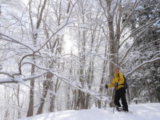 冬のブナ林も幻想的です
