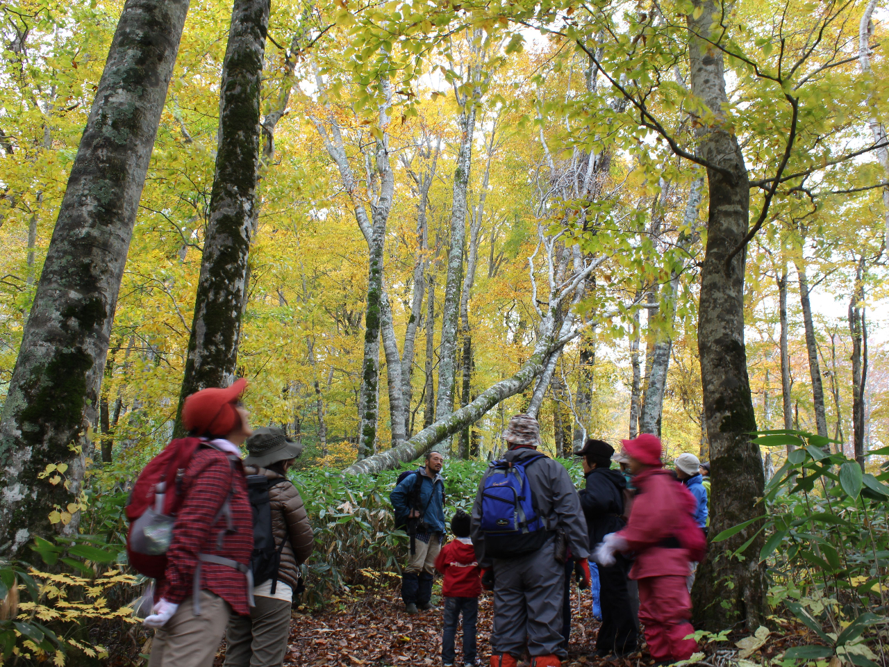 四季のブナ林ガイドウォーク♪(ショートコース、ロングコース)