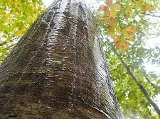 JVÍsłBJ͖̓؂̊𐅂lqij邩B