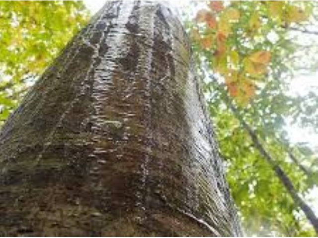 雨天も催行です。雨の日は木の幹を水が流れる様子(樹幹流)が見られるかも。