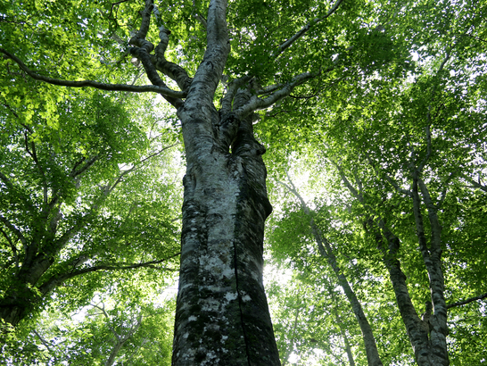 鹿児島大隅半島に生息する南限域のブナに比べ、北限域のブナは南のブナの葉の約4倍の大きさになります。
