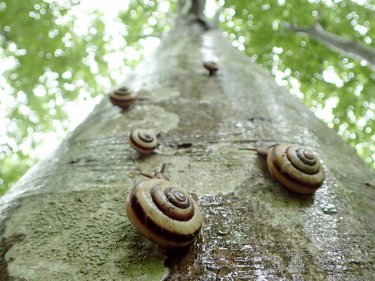 雨天でも催行。樹幹流とサッポロマイマイ。