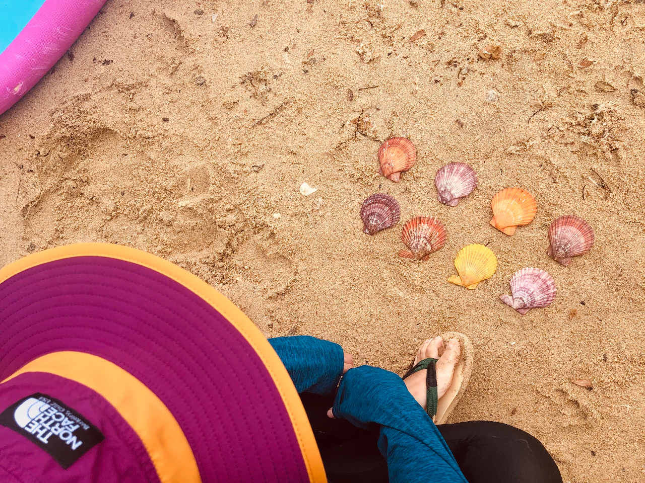 こんなにカラフルな貝殻も見つけたよ