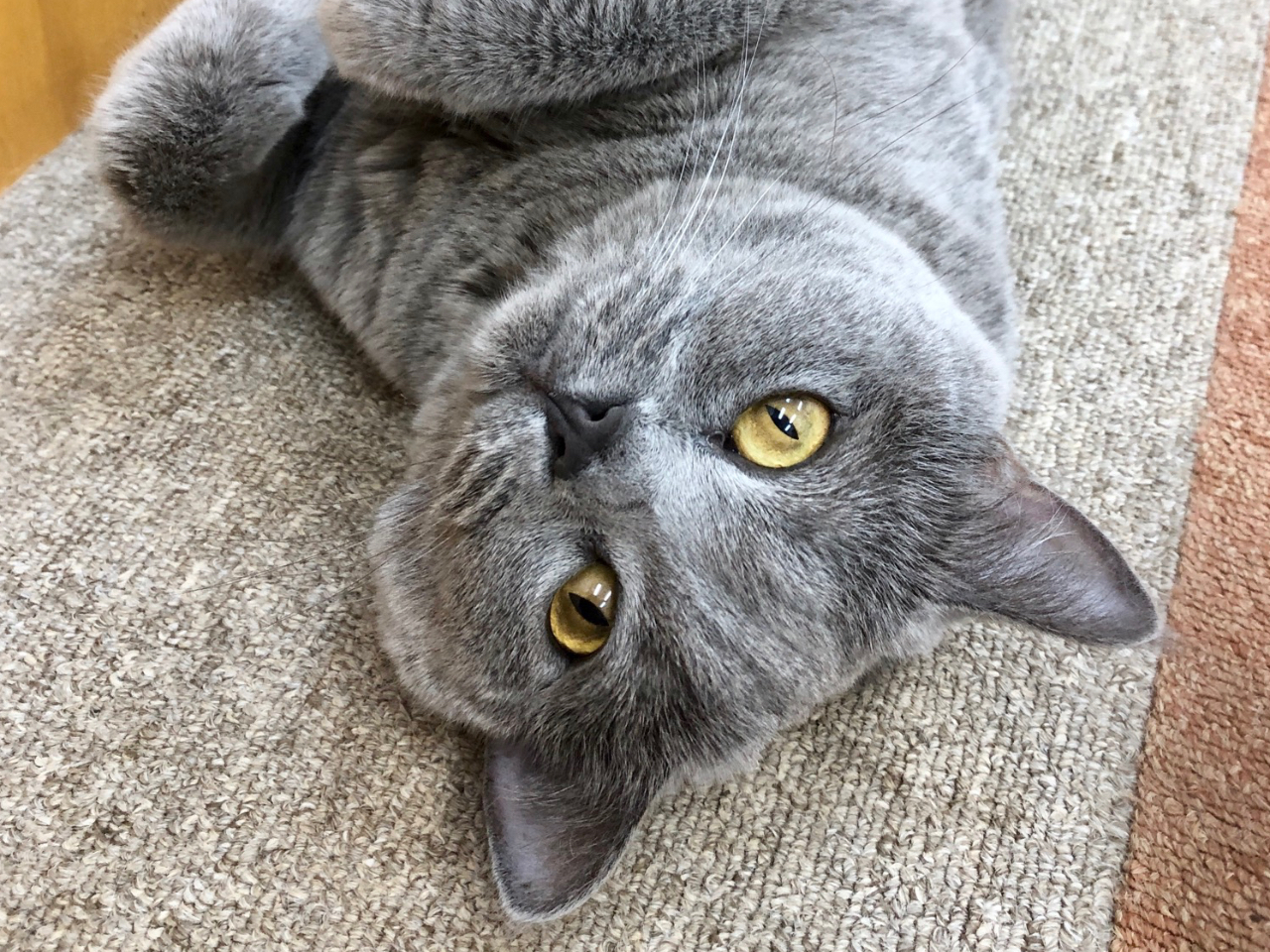 ある一人の店員が子供嫌いで何もかも注意されます Catcafeにゃんことの口コミ じゃらんnet ある一人の店員が子供嫌いで何もかも注意されます Catcafeにゃんことの口コミ じゃらんnet