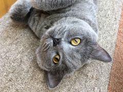 Catcafeにゃんこと 予約 アクセス 割引クーポン じゃらんnet Catcafeにゃんこと 予約 アクセス 割引クーポン じゃらんnet