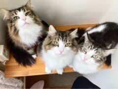 Catcafeにゃんこと 予約 アクセス 割引クーポン じゃらんnet Catcafeにゃんこと 予約 アクセス 割引クーポン じゃらんnet