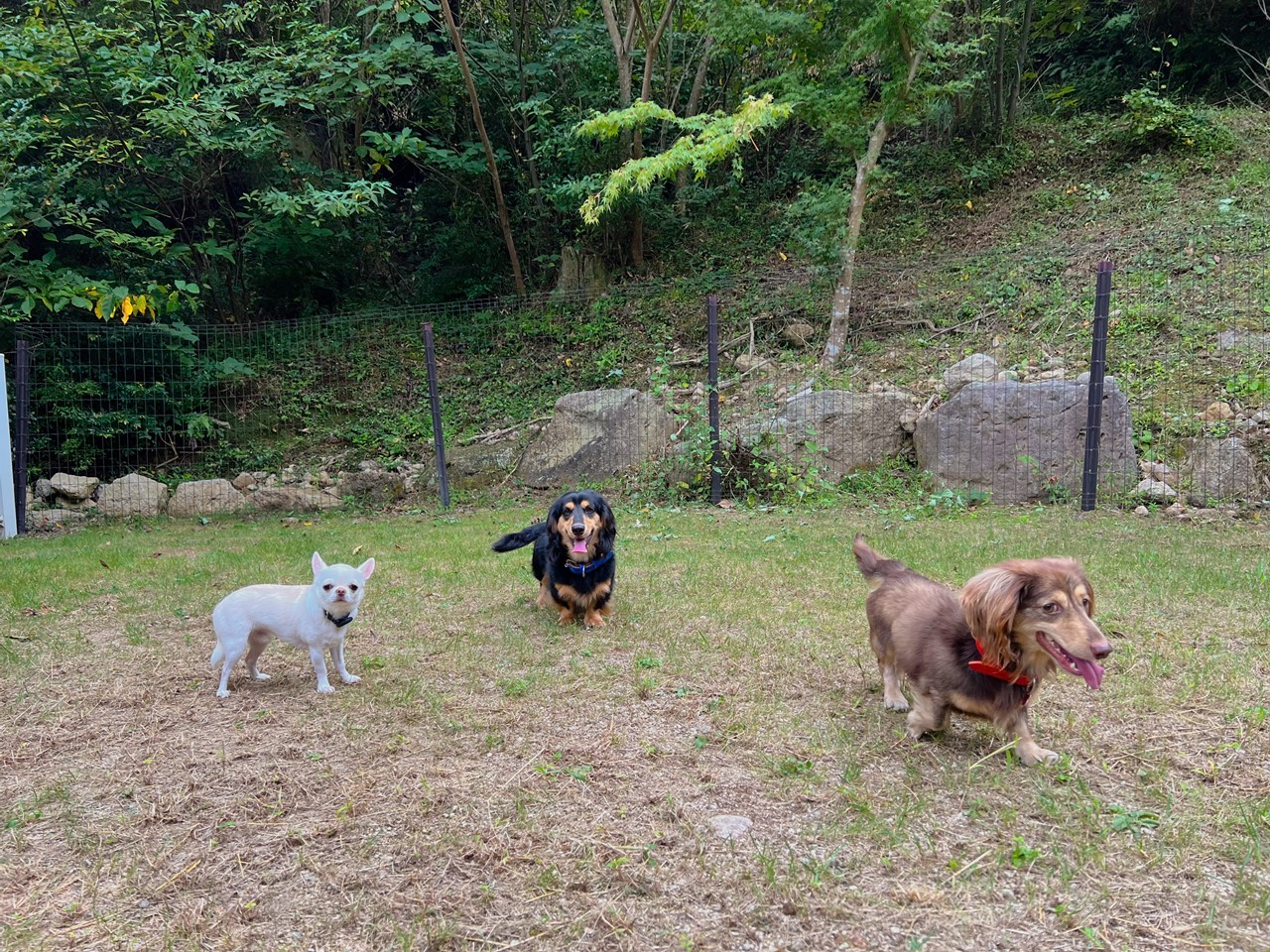お友達のワンコと一緒も楽しいです♪