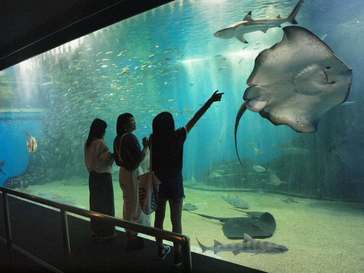 5か所から選べる♪水族館の生き物にエサやり体験★水族館入場料付き★