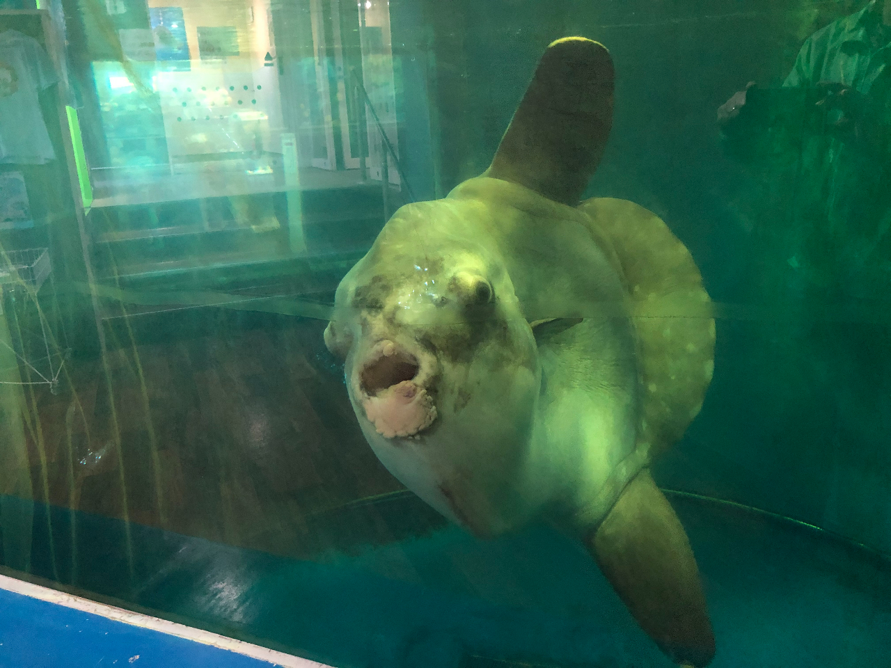 Ă̏ꏊɂ͑傫ȃ}{EI