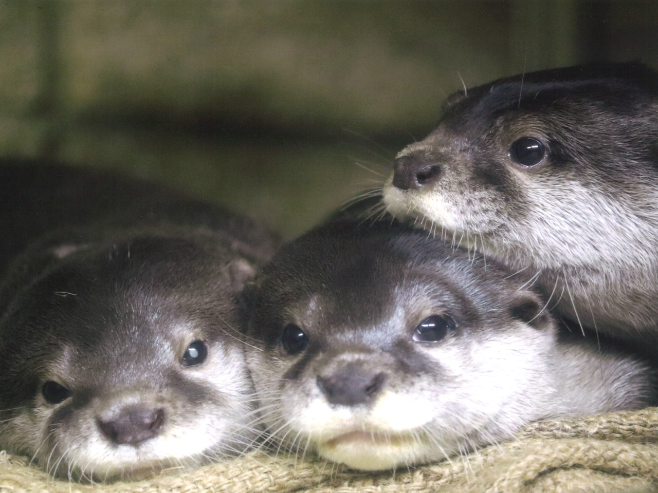 키قł́A^C~OǂƁAjłlq炵p邱Ƃł܂