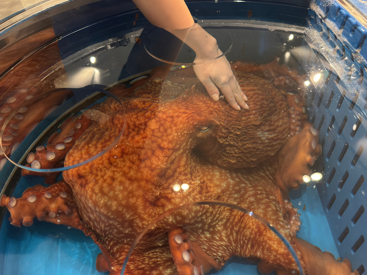 ~Y_Rقł́A~Y_R̎pώ@A傫ȋzՂG邱Ƃo܂II