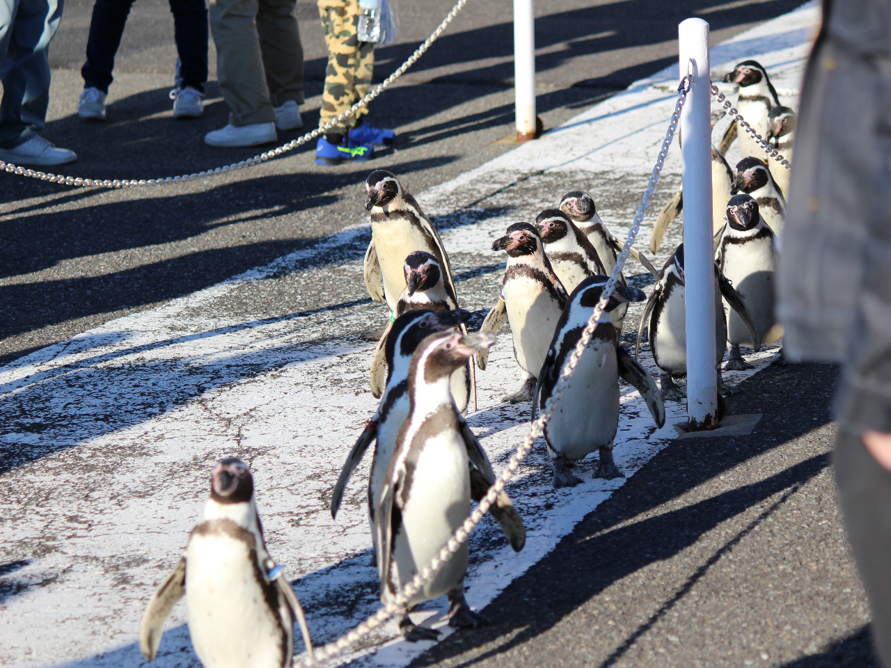 1NʂāAt{gyM̂UJÒI܂A~GŃIET}yM̂U邱Ƃł܂B