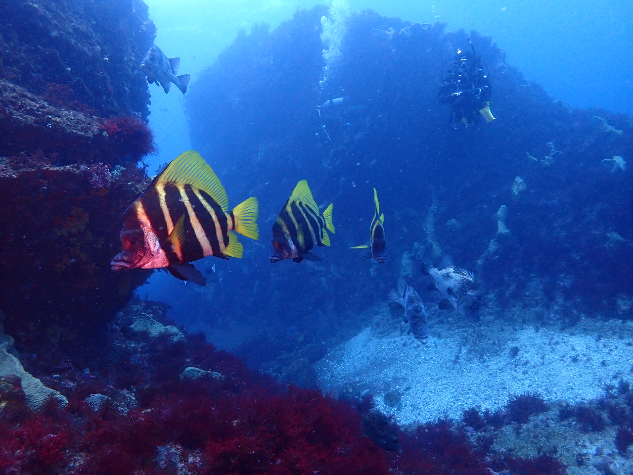 テングダイとヒゲダイとダイバー