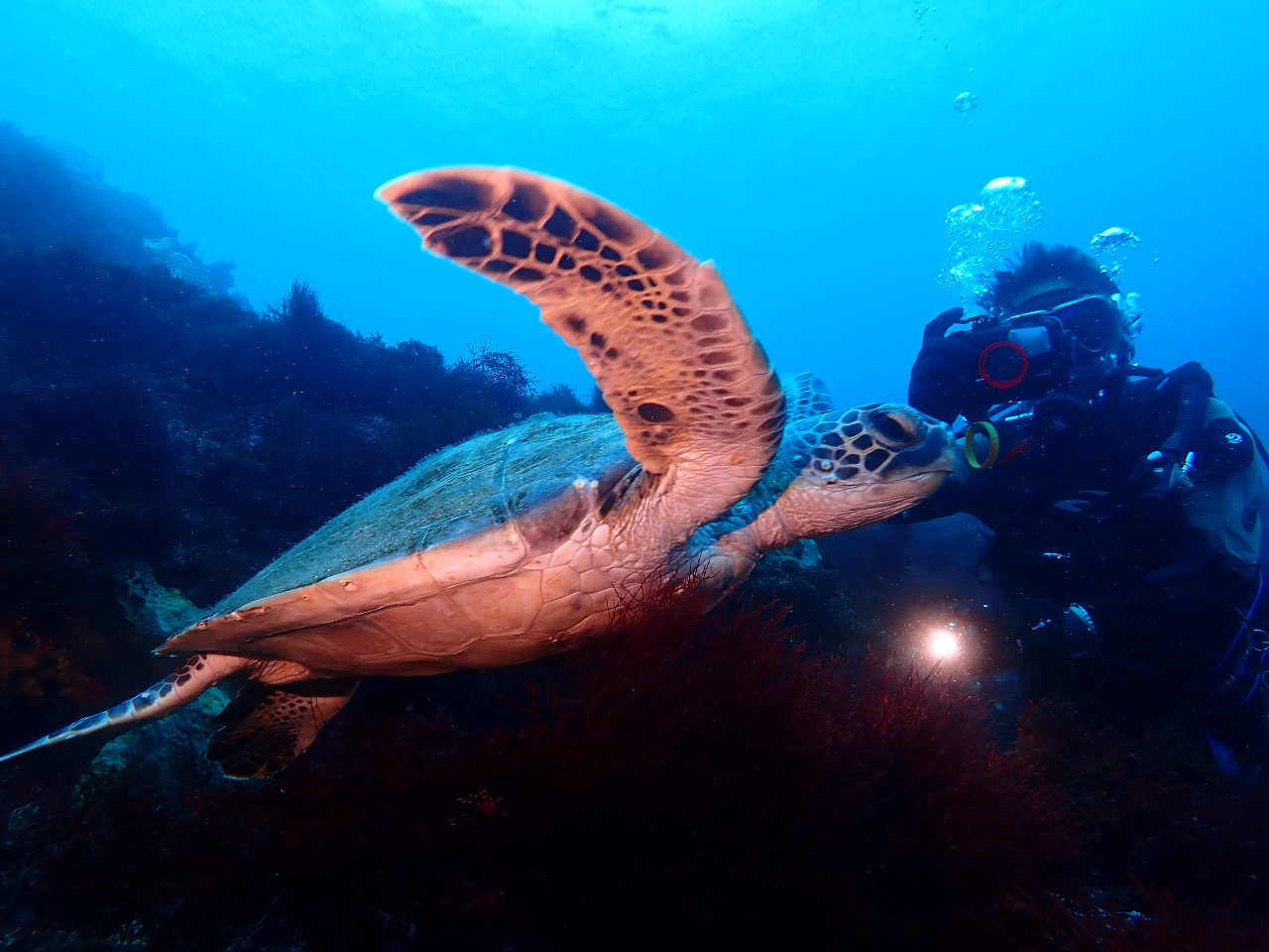 アオウミガメに接近