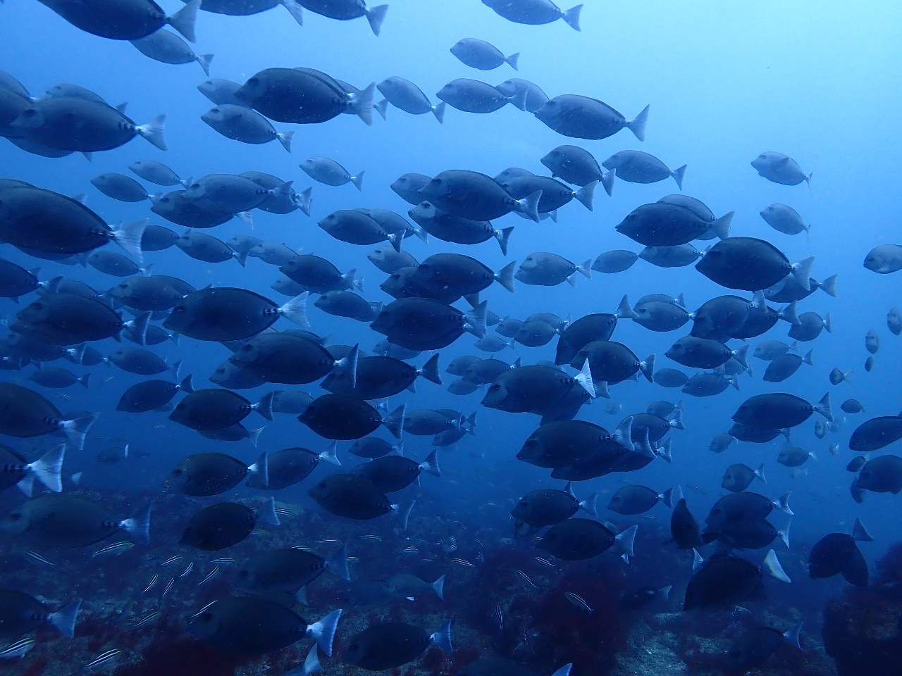 ニザダイの群れ