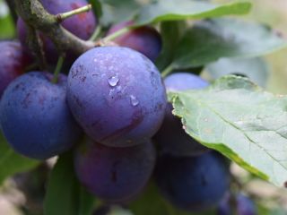 毎年8月末頃にオープンしている十勝で楽しみプルーン狩りです。プルーンはドライがメジャーですが、フレッシュなプルーンは格別!!甘くて、肉厚でジューシーです!