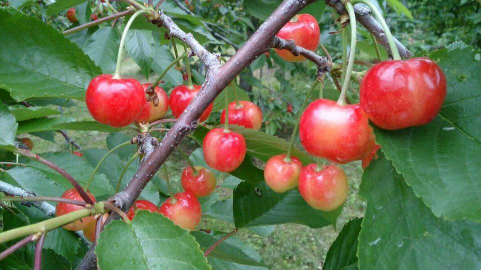 2026年開催予定!【さくらんぼ狩り60分】約20種類のさくらんぼを栽培♪中学生...