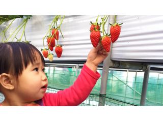 小さなお子様の目の高さぐらいにあるので、お子様からお年寄りまで、皆様でいちご狩りをお楽しみいただけます。