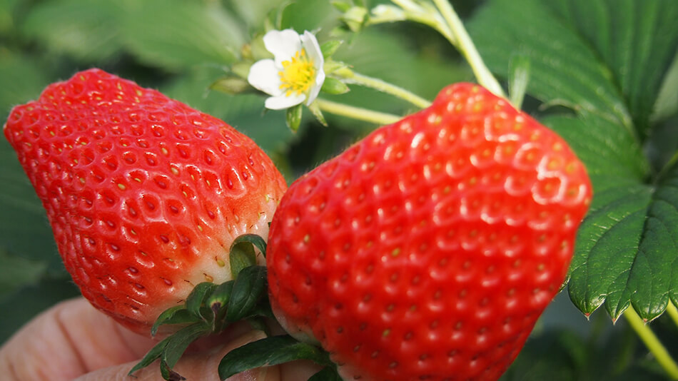 ���肪�����A�Ƃ��Ă��W���[�V�[�I�Â��Ĕ��������A�傫�ȃC�`�S���H�ו���I��g�������_���܂ł́A���Ԃ�15�����B