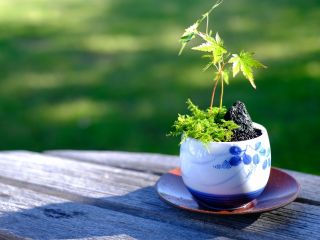 苔や化粧砂を使用してあなただけの可愛いミニ盆栽をどうぞ!