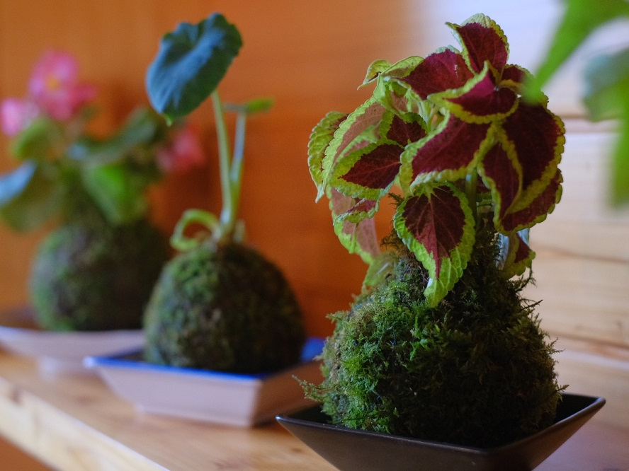 COłMOS BOLL(X{[)ƌĐlC܂Ă܂I