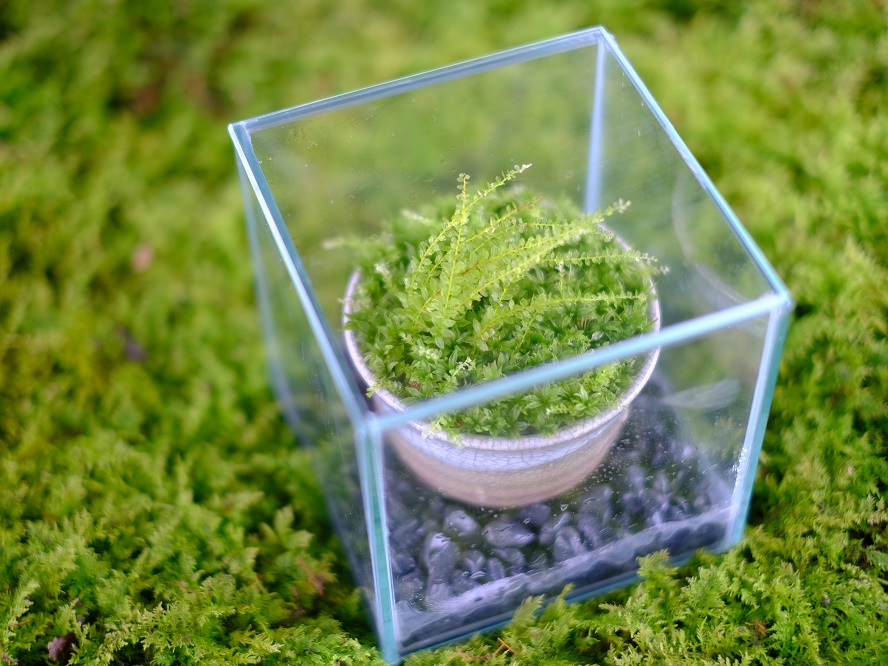 じゃらん限定特典有！】苔のむすまで・・自家製竹炭入りミニ苔盆栽又は