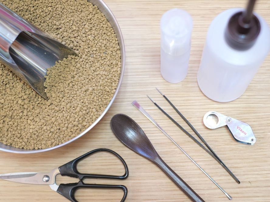 ヒレ長専門店　テラリウム ヒレ長専門店 テラリウム ヒレ長専門店 テラリウム 苔テラリウム専門店