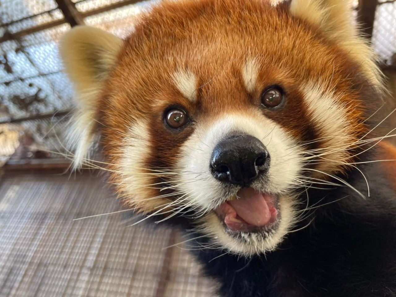 栃木県 那須高原にあるふれあい型動物園 世界中の珍しいおサルさん以外にもゾウさん ネコさんなど50種400頭羽の動物さんたちがお待ちしてます 那須icから約10分アクセス 那須ワールドモンキーパーク じゃらん遊び体験