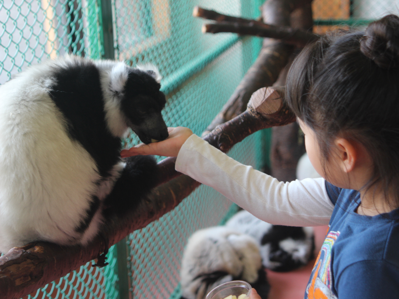 ふわふわ毛並みのエリマキキツネザル!背中をやさしくなでてあげてね!