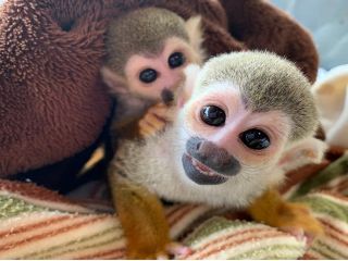 世界中の珍しいおサルさんに会えるよ(^◇^)