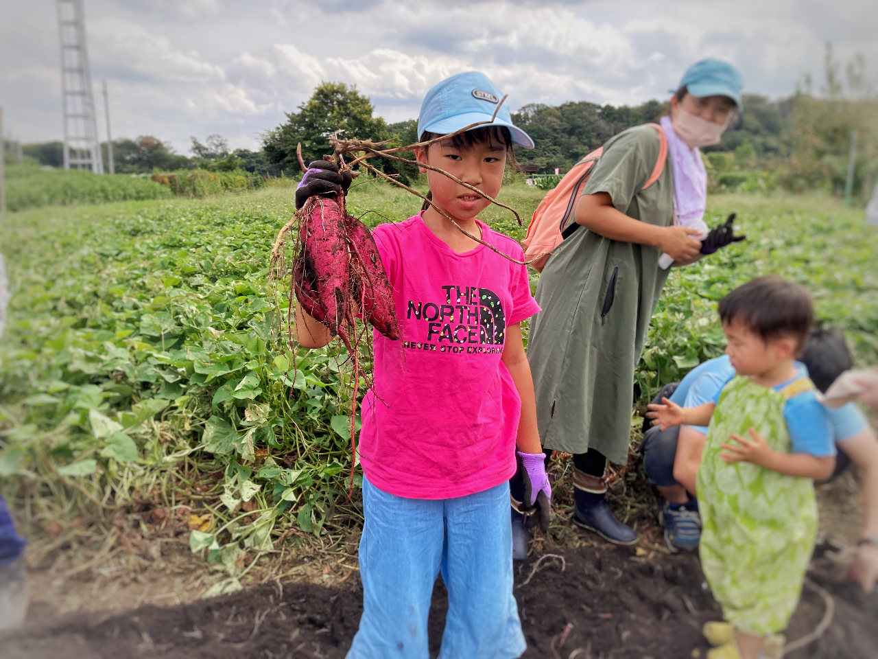 掘りたてのお芋は最低3週間くらい寝かせてから食べてね。甘みが増すよ。