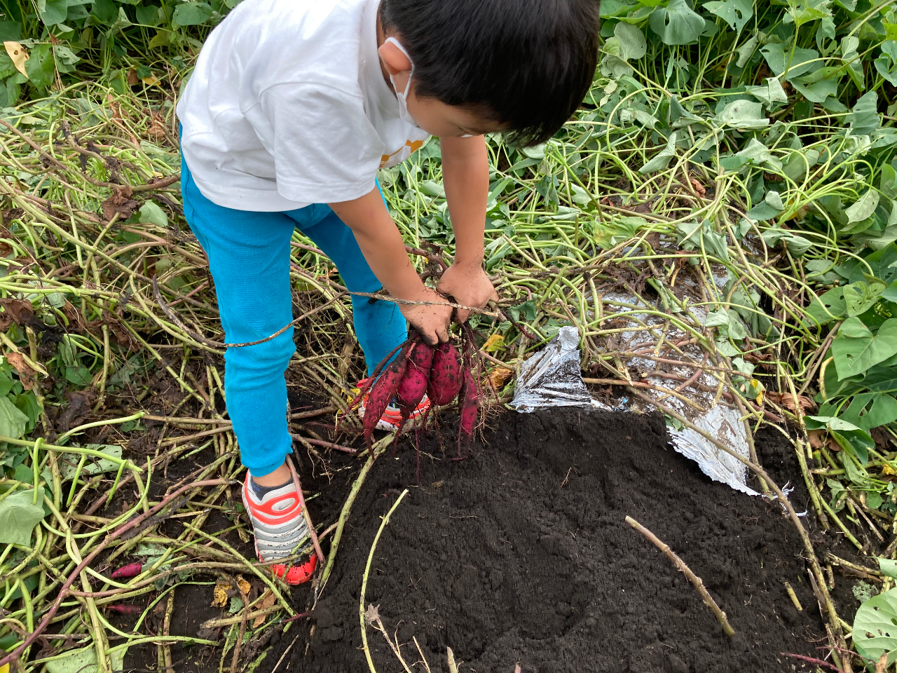 頑張ってたくさん掘ろう!