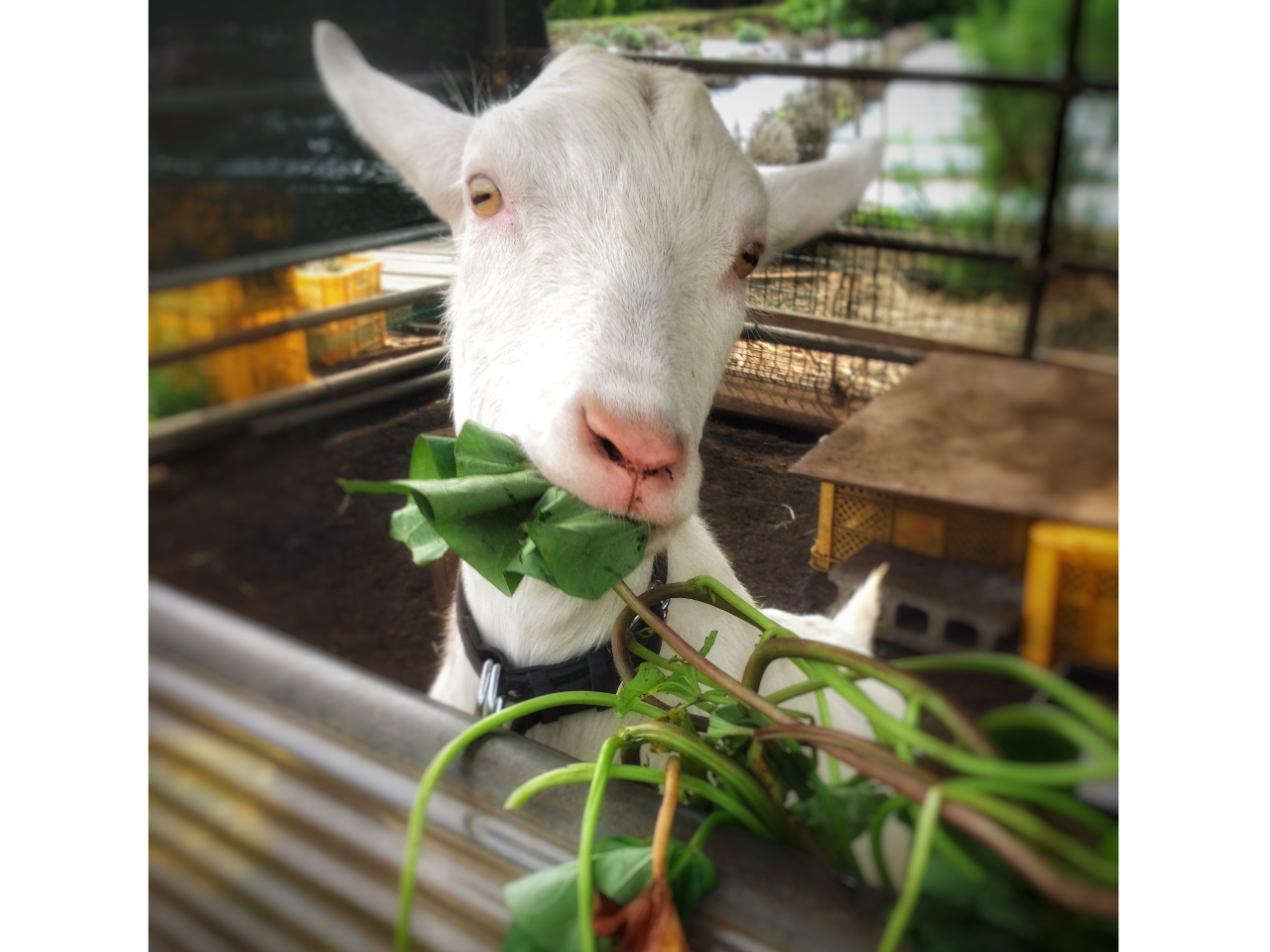 Z탄M̃WEłB{Ñ͈cDłByYɎĂĂˁB